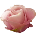 Secret Garden Roses d'Equateur Ethiflora